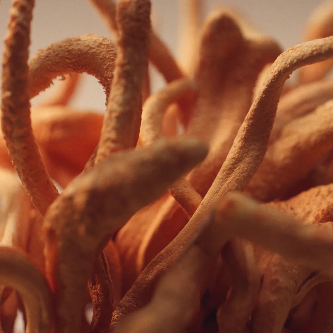 Cordyceps